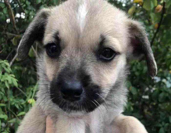 Cachorro raça SRD  idade Abaixo de 2 meses nome Sem Nome