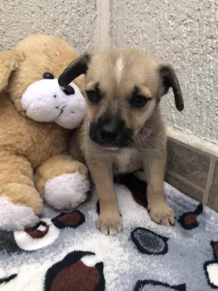 Cachorro raça SRD  idade Abaixo de 2 meses nome Sem Nome