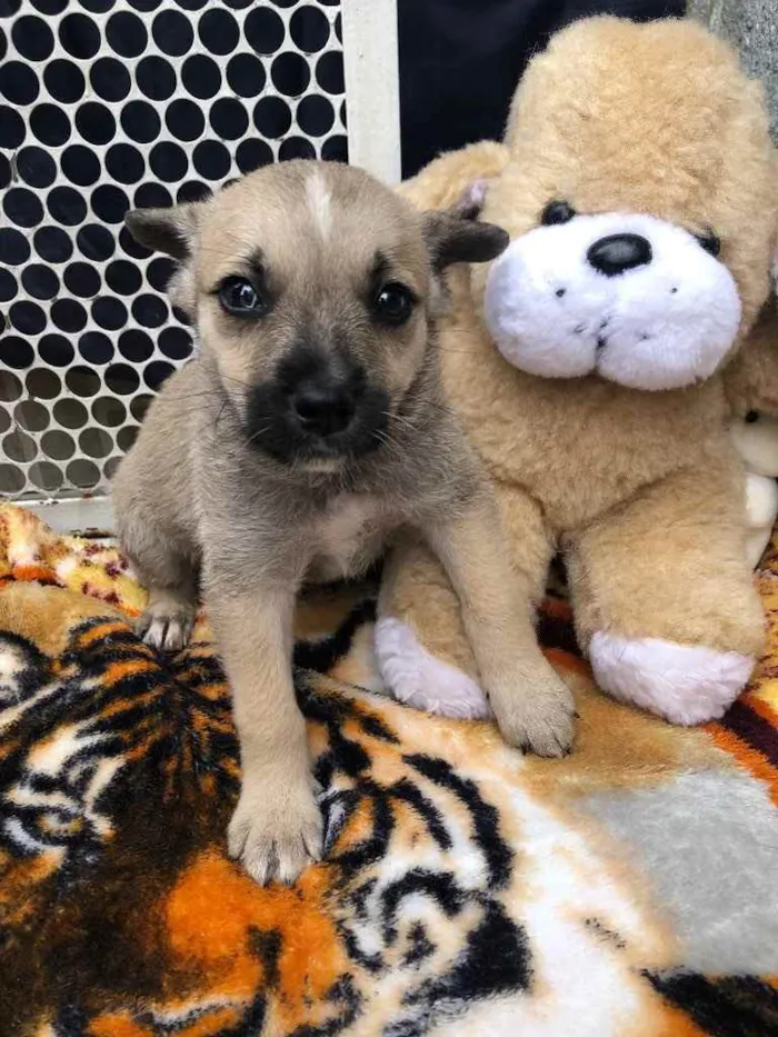 Cachorro raça SRD  idade Abaixo de 2 meses nome Sem Nome