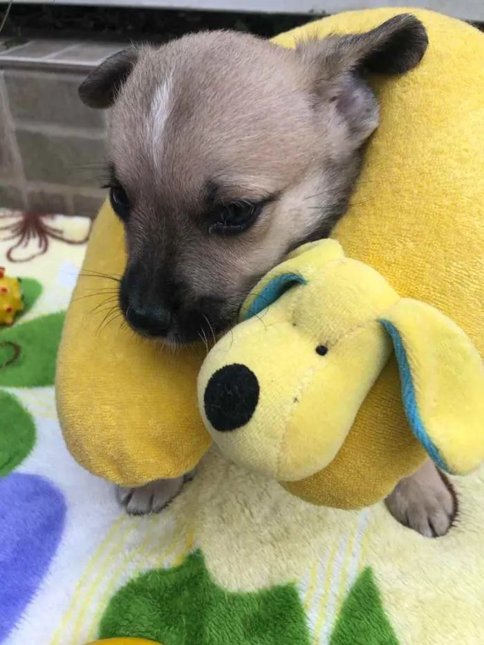Cachorro raça SRD  idade Abaixo de 2 meses nome Sem Nome