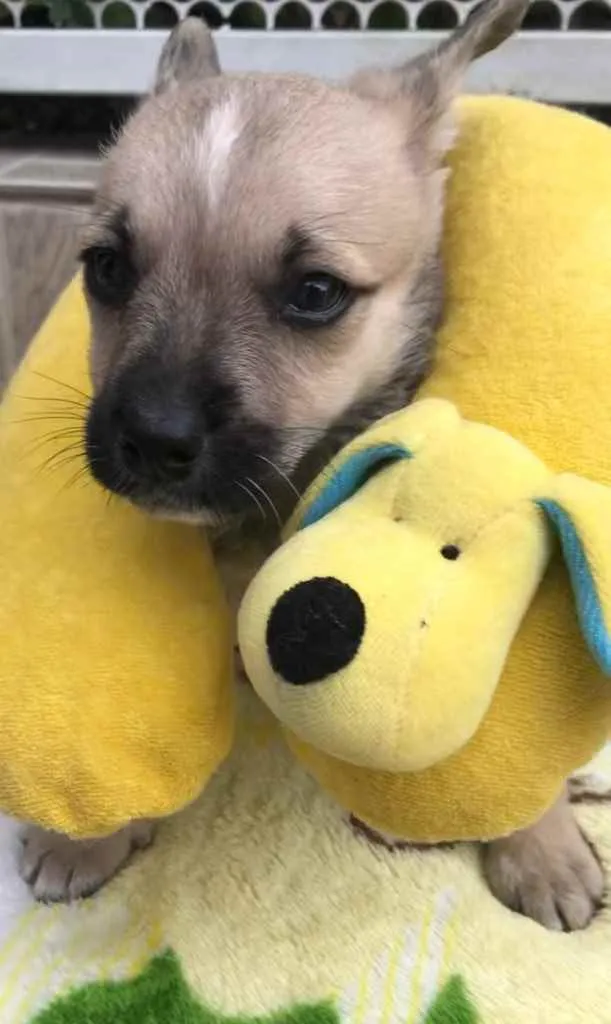 Cachorro raça SRD  idade Abaixo de 2 meses nome Sem Nome