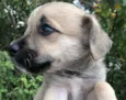 Cachorro raça SRD  idade Abaixo de 2 meses nome Sem Nome