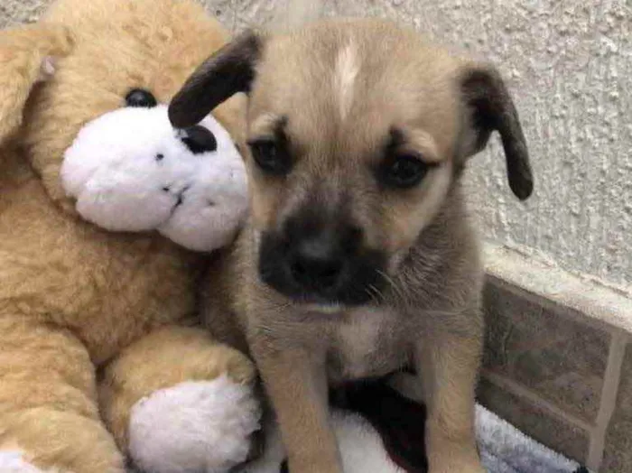 Cachorro raça SRD  idade Abaixo de 2 meses nome Sem Nome