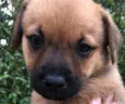 Cachorro raça SRD idade Abaixo de 2 meses nome Sem Nome