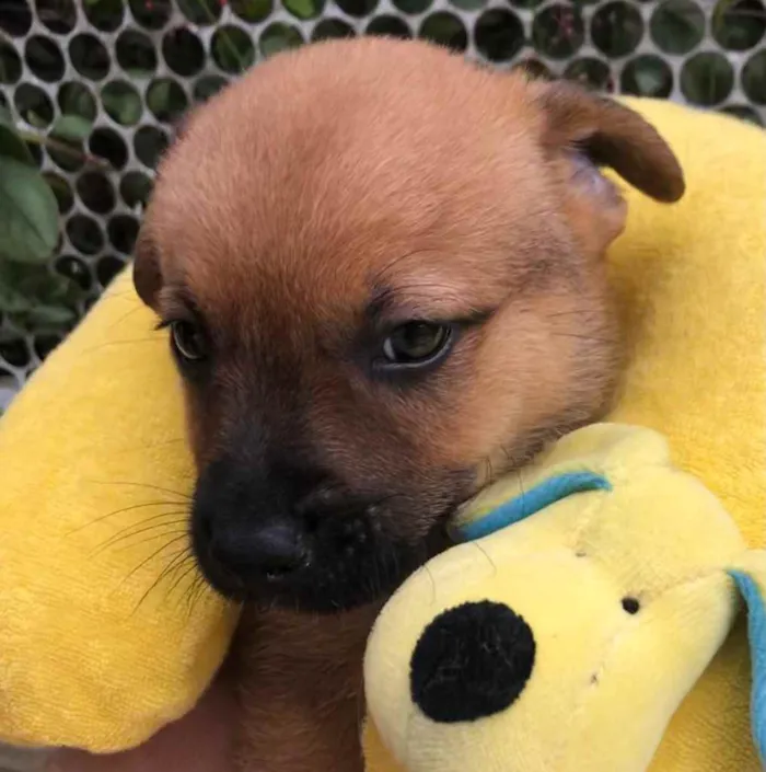 Cachorro raça SRD idade Abaixo de 2 meses nome Sem Nome