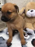 Cachorro raça SRD idade Abaixo de 2 meses nome Sem Nome