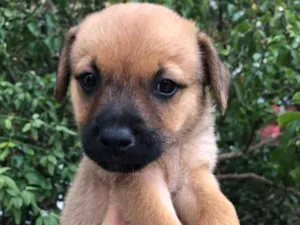 Cachorro raça SRD idade Abaixo de 2 meses nome Sem Nome