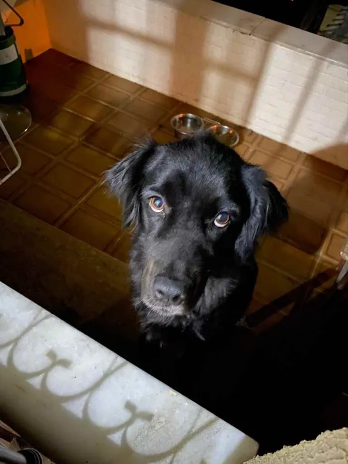 Cachorro ra a Labrador  idade 2 anos nome Lua