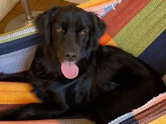 Cachorro ra a Labrador  idade 2 anos nome Lua