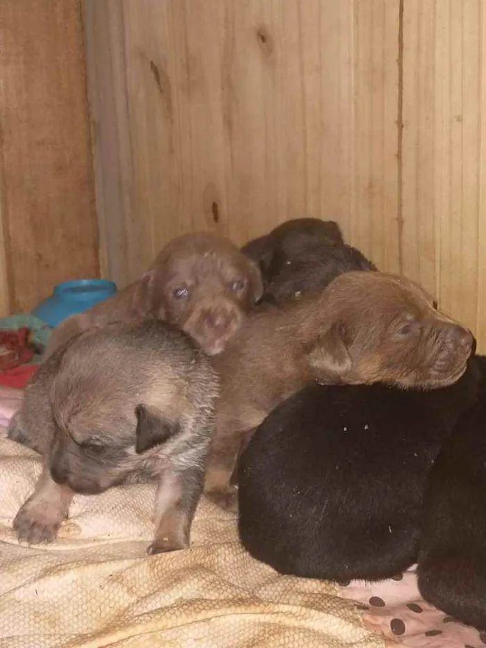 Cachorro ra a Filhote idade Abaixo de 2 meses nome Sem nome