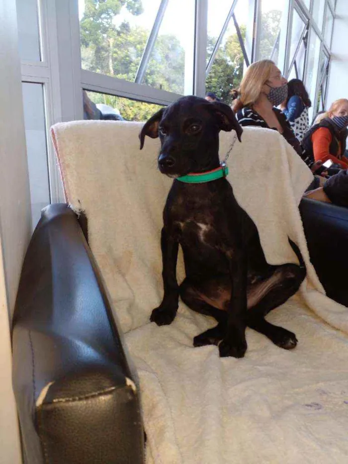 Cachorro ra a Indefinida idade 2 a 6 meses nome Pretinho