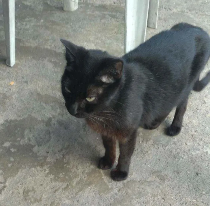 Gato ra a  idade 1 ano nome Maia