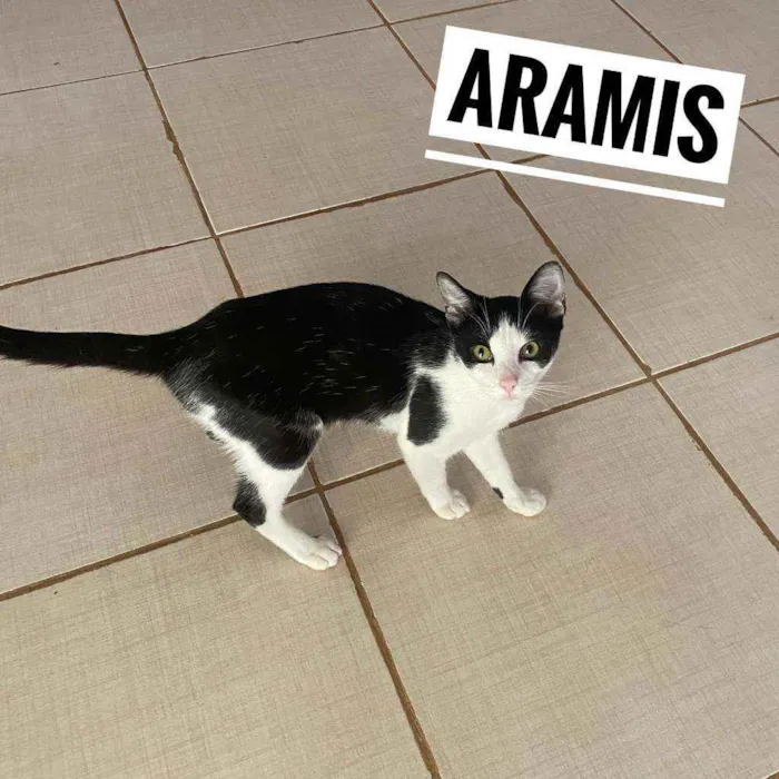 Gato ra a SRD idade 2 a 6 meses nome Aramis