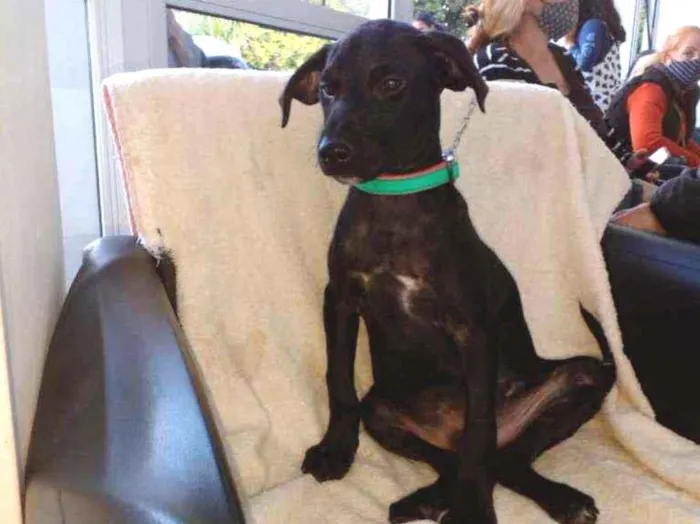 Cachorro ra a Indefinida idade 2 a 6 meses nome Pretinho
