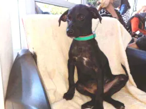 Cachorro raça Indefinida idade 2 a 6 meses nome Pretinho