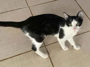 Gato raça SRD idade 2 a 6 meses nome Aramis