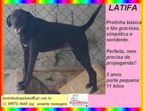 Cachorro raça SRD idade 3 anos nome Latifa