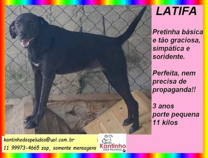 Cachorro ra a SRD idade 3 anos nome Latifa