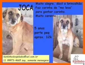 Cachorro raça SRD idade 5 anos nome Joca