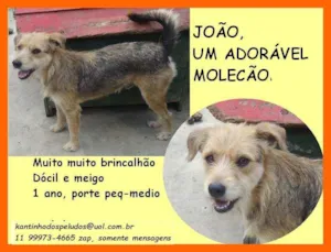 Cachorro raça SRD idade 1 ano nome João