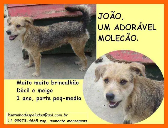 Cachorro ra a SRD idade 1 ano nome João