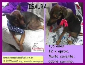 Cachorro raça SRD idade 1 ano nome Isaura