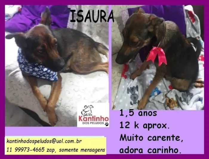 Cachorro ra a SRD idade 1 ano nome Isaura