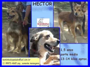 Cachorro raça SRD idade 1 ano nome Hector