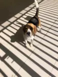 Chico