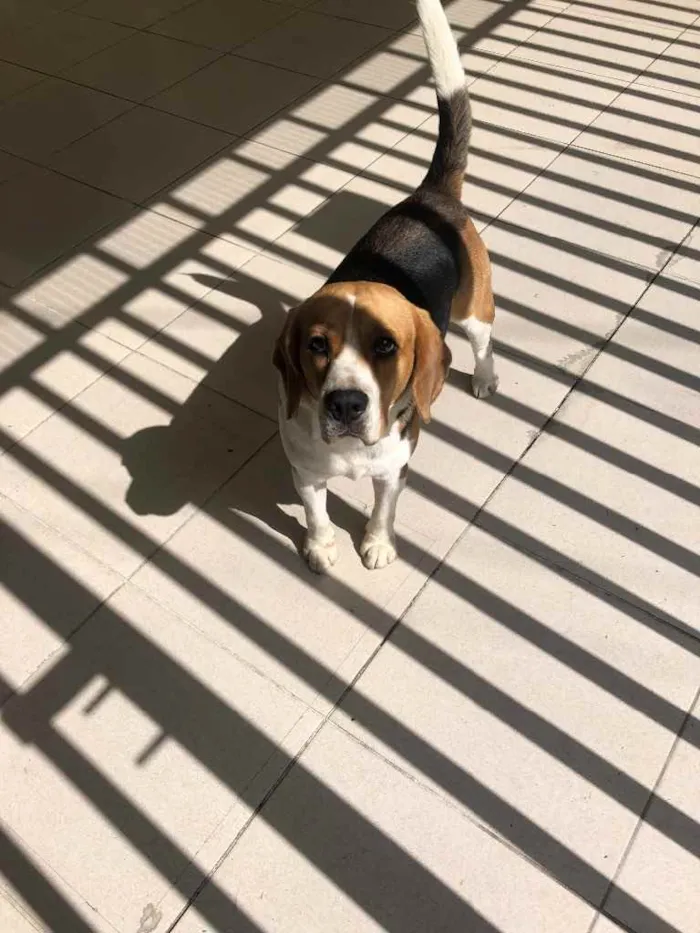 Cachorro ra a Beagle  idade 2 anos nome Chico