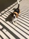 Chico