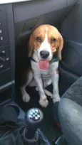Chico