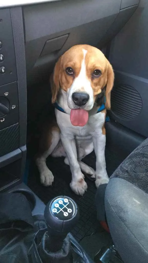 Cachorro ra a Beagle  idade 2 anos nome Chico