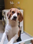 Chico