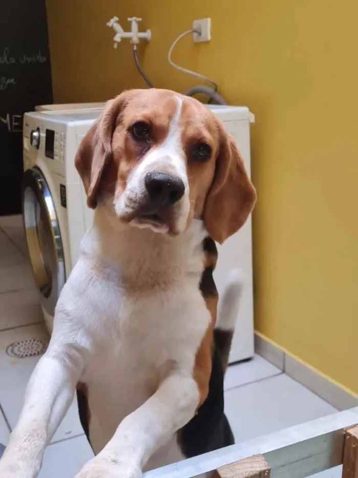 Cachorro ra a Beagle  idade 2 anos nome Chico