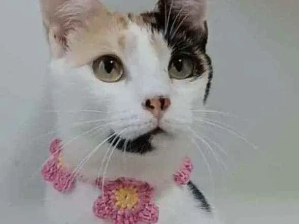 Gato ra a srd tricolor idade 7 a 11 meses nome CLARINHA