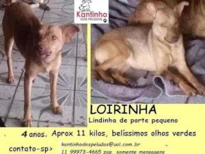 Cachorro raça SRD idade 4 anos nome Loirinha