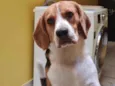 Chico
