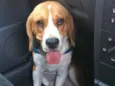 Chico