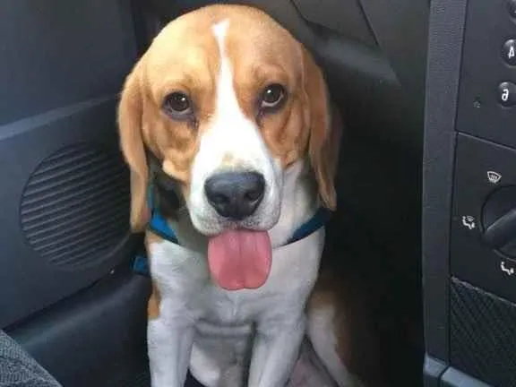 Cachorro ra a Beagle  idade 2 anos nome Chico