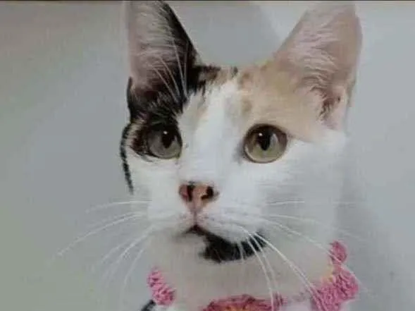 Gato ra a srd tricolor idade 7 a 11 meses nome CLARINHA