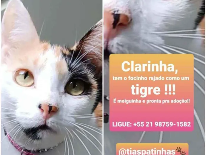 Gato ra a srd tricolor idade 7 a 11 meses nome CLARINHA