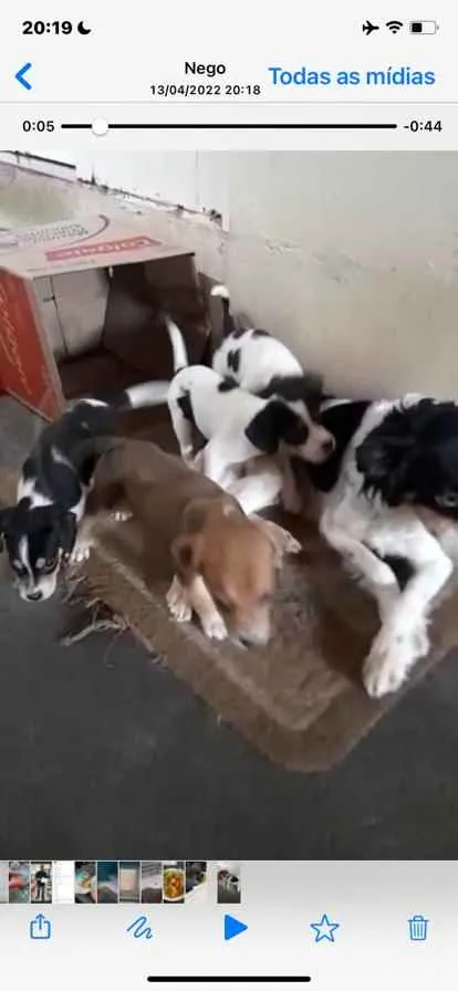 Cachorro ra a vira lata idade Abaixo de 2 meses nome NAO TEM NOME