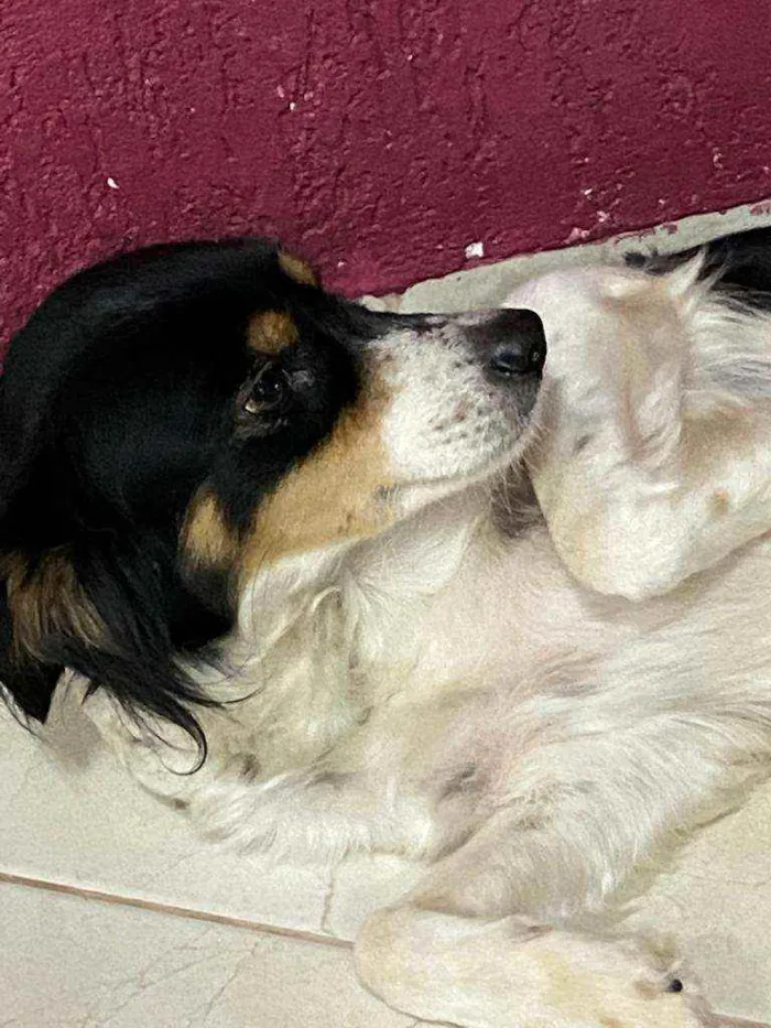 Cachorro ra a vira lata idade Abaixo de 2 meses nome NAO TEM NOME