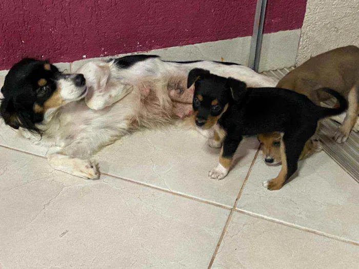 Cachorro ra a vira lata idade Abaixo de 2 meses nome NAO TEM NOME