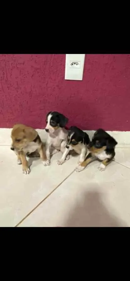 Cachorro ra a vira lata idade Abaixo de 2 meses nome NAO TEM NOME