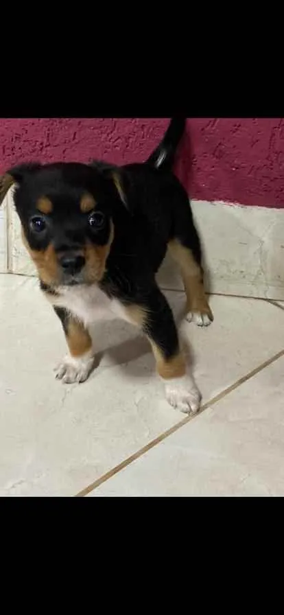 Cachorro ra a vira lata idade Abaixo de 2 meses nome NAO TEM NOME