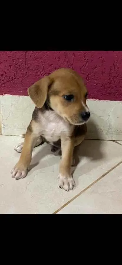 Cachorro ra a vira lata idade Abaixo de 2 meses nome NAO TEM NOME