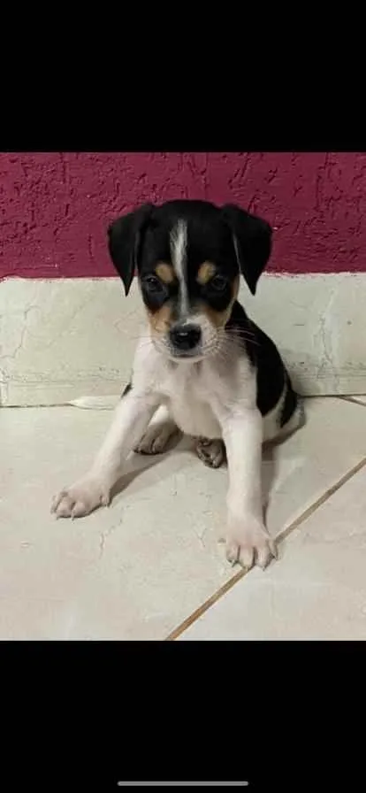 Cachorro ra a vira lata idade Abaixo de 2 meses nome NAO TEM NOME