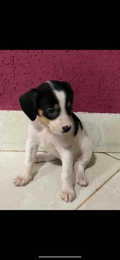 Cachorro ra a vira lata idade Abaixo de 2 meses nome NAO TEM NOME